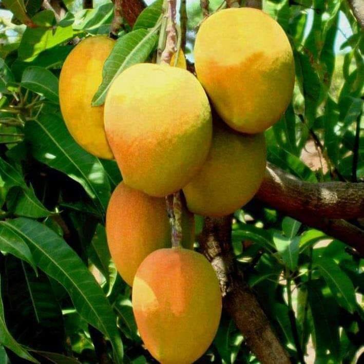 Buy Indian Mangoes Online in USA: Fresh Alphonso &amp; Kesar Mango Delivery Guide