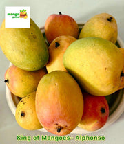 MangoPetee® Indian Alphonso Mango Pulp (Ratnagiri) – Unsweetened | Starter Box – Buy 2, Get 3rd tin 50% Off