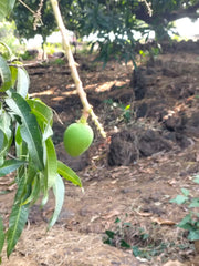 MangoPetee® Indian Alphonso Mango Pulp (Ratnagiri) - Sweetened