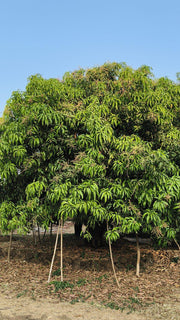 MangoPetee® Indian Alphonso Mango Pulp (Ratnagiri) - Sweetened